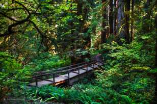 Prairie Creek Redwoods-3371 Prairie Creek Redwoods-3371